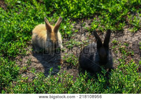black and red little funny rabbit with long ears in the manger
