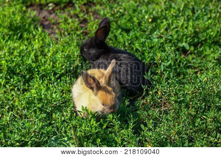 black and red little funny rabbit with long ears in the manger