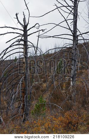 Kurtushibinskiy range of West Sayan Range, Autumn