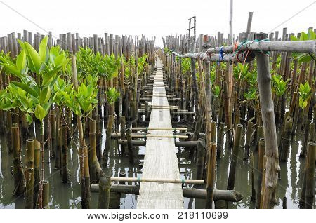 The walkway is made of concrete slabs. For tourists to see the mangrove forest. The Gulf Coast.