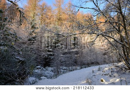 A trail through woodland in winter at Blair Atholl