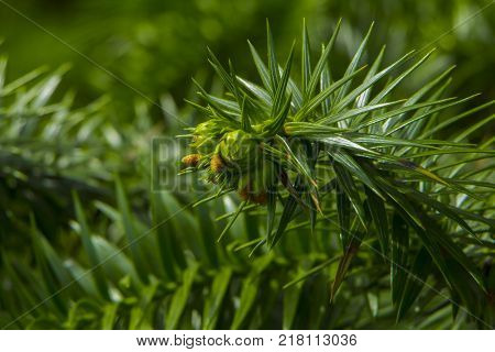 Monkey puzzle tree, Araucaria Araucana, close up branch