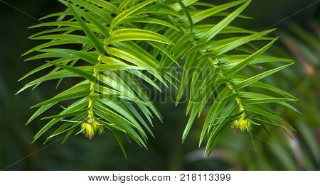 Monkey puzzle tree, Araucaria Araucana, close up branch