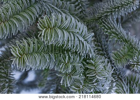 Monkey puzzle tree, Araucaria Araucana, close up branch