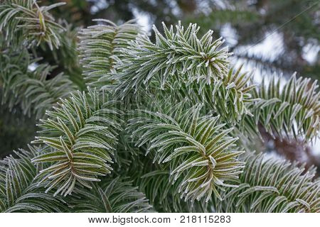 Monkey puzzle tree, Araucaria Araucana, close up branch
