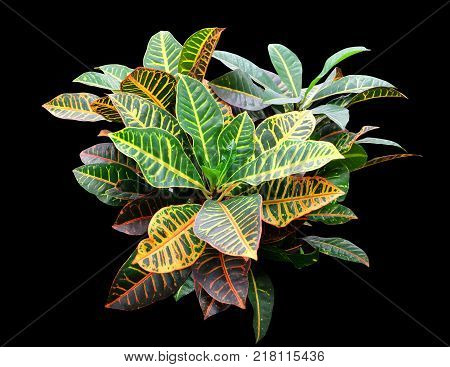 Indoor plant Codiaeum with multi-colored leaves isolated on a black background.