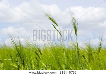 Wild barley field in a sunny and windy day, plant shaken, clouds on blue sky, selective focus