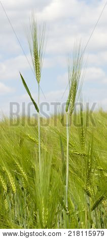 Wild barley field in a sunny and windy day, plant shaken, clouds on blue sky, selective focus
