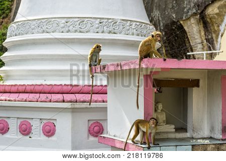 Monkeys in the ancient Buddhist cave temple in Sri Lanka. Mulkirigala Raja Maha Vihara temple was built in 3th cent.