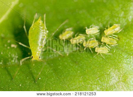 small aphid on a green leaf in the open air .