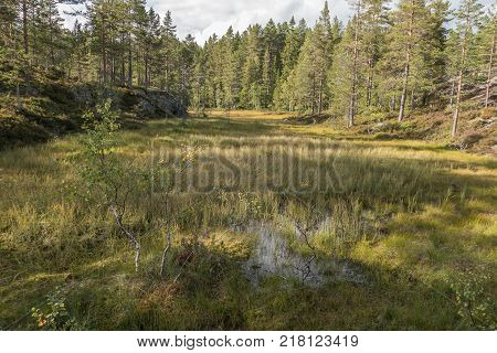 Forest light over the green morning mere