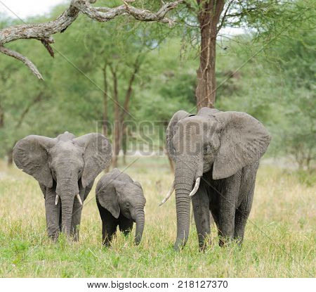 Closeup of African Elephant (scientific name: Loxodonta africana, or 