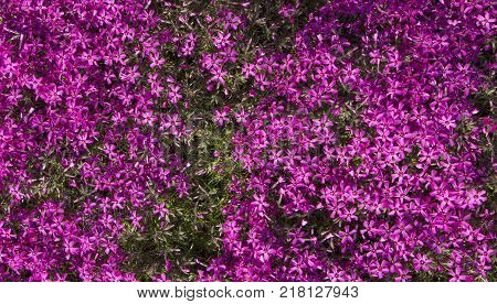 Phyllox subulate facade, contrasting color, close up