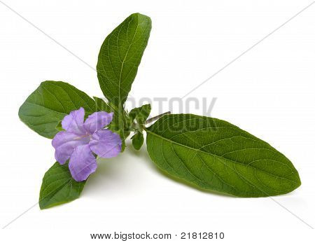 야생 피튜니아