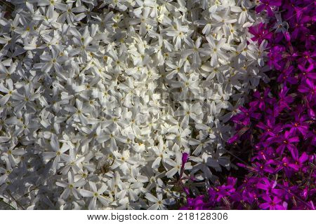 Phyllox subulate facade, contrasting color, close up