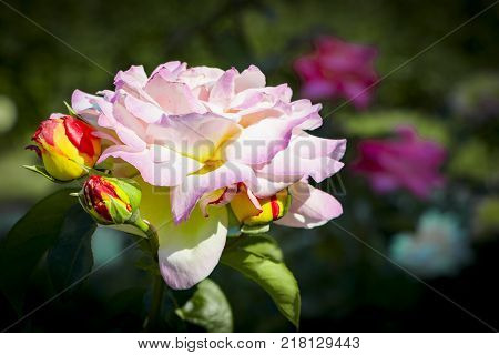 White roses in garden - close up background