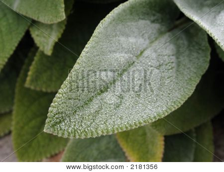 Green Leaf With Dew Drops