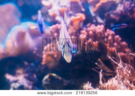 Kole Tang Or Spotted Surgeonfish Or Goldring Surgeonfish Or Yellow-eyed Tang Fish Ctenochaetus Strigosus Swimming In Water.