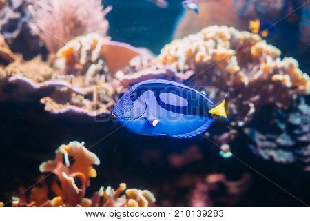 Blue Tang Fish Paracanthurus Hepatus Swimming In Water. Popular Fish In Marine Aquarium, Needs A Large Coral  Aquarium To Be Able To Live In Captivity. It Is The Only Member Of Genus Paracanthurus.
