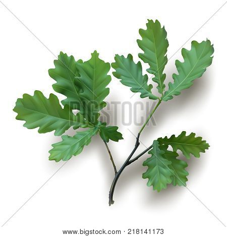Oak Images, Illustrations, Vectors - Oak Stock Photos & Images | Bigstock