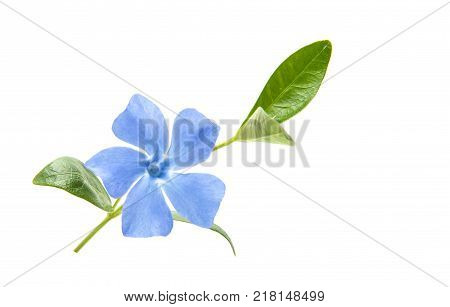 blue periwinkle wildflower isolated on white background