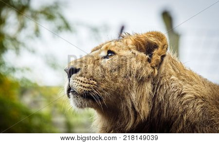 Female lion with wet fur looking up in a scene with green plants
