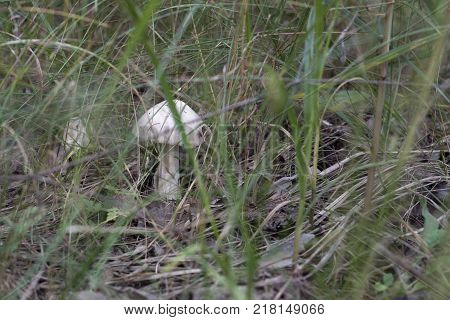 mountain grisette agaric with white cap which begins eaten by insects from one side