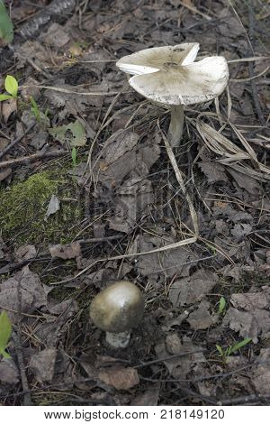 mushrooms commonly known as grisette in deciduous forest among wilted leaves