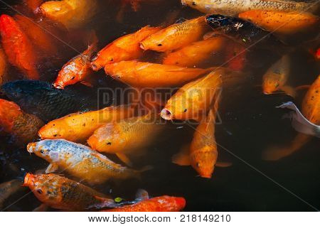 A lot of Fancy Carp or Koi fish swimming in the pond Garden.
