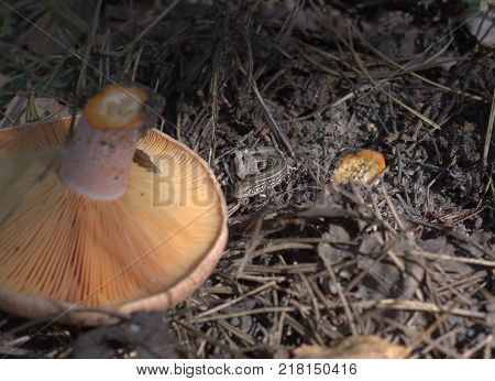 motionless sand lizard with stripes on back. detailed