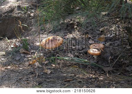 family of orange fly Amanita with tilted caps almost without characteristic dots. Under pine branch
