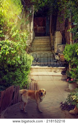 Beautiful narrow entrance to old house. It is picturesque courtyard surrounded by green lush foliage. A big red dog stands in the foreground looking to the camera. Black-white cat sitting on stone stairs of the doorway