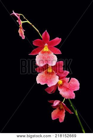 Branch of a red orchid Miltonia isolated on a black background.