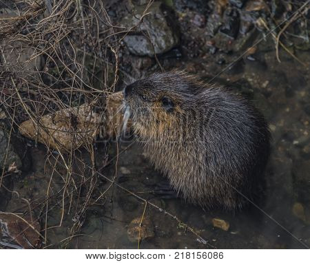 Coypu Eating Bread In Winter Bilina River In Usti Nad Labem City