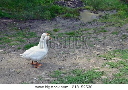 A pair of funny white geese are walking along the dirty grassy yard