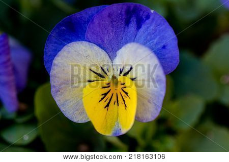 three colored violas bloom in a park in Ayase a small city in Kanagawa Japan