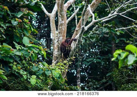 Female Bornean orangutan sit on a tree branch. Borneo. Malaysia.