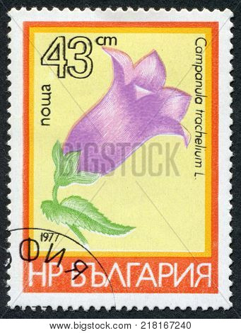 BULGARIA-CIRCA 1977: A stamp printed in the Bulgaria shows a flower of Campanula trachelium circa 1977