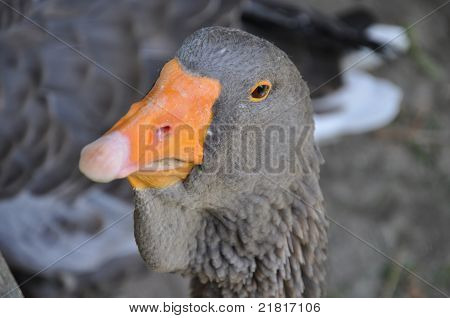 Close Up Of A Duck