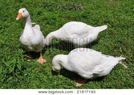 Three White Ducks
