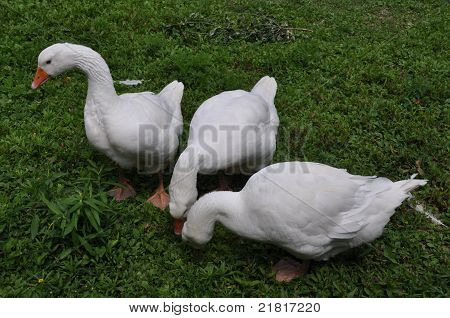 Three White Ducks