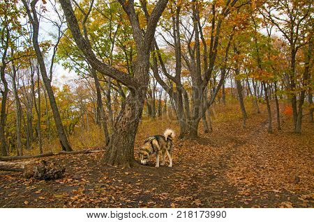 a domesticated Wolf walks through the forest, beautiful beast runs in nature. Primorskiy Kray