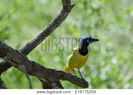 A green jay perched on a branch in extreme south Texas.