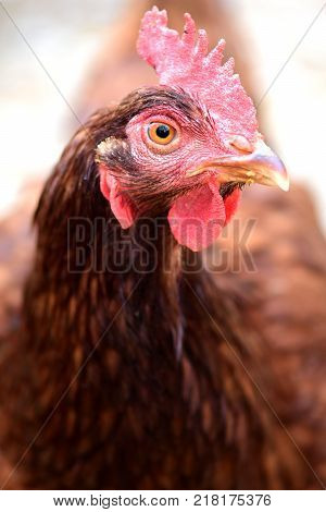 This rhode island red hen is posing for her portrait.