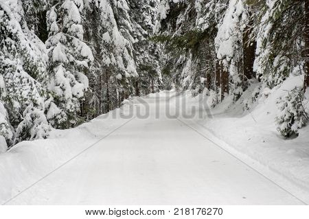 Winter snow road trough forest of fir trees