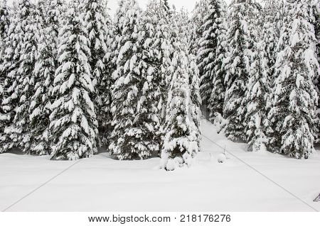 Winter snow road trough forest of fir trees