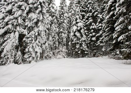 Winter snow road trough forest of fir trees