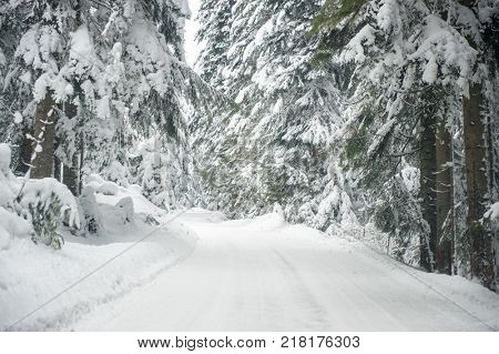 Winter snow road trough forest of fir trees