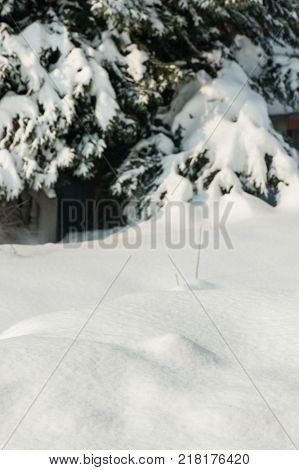 nature in winter