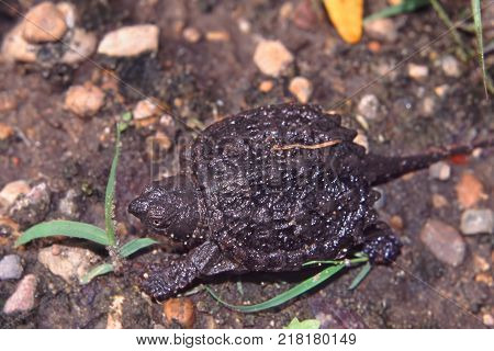 Snapping Turtle (Chelydra serpentina) hatchling searching for water in Illinois